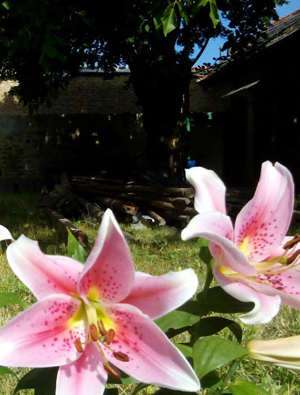 Flower at MG Quarter.